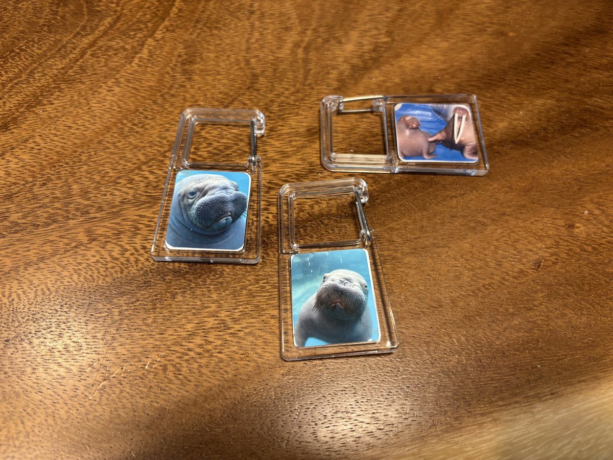 cocozoukun's tweet photo. セリアで買ったのに写真を入れて作ってみました😊😊
#セイウチ
#オリジナル
#walrus
#いちこ と #泉ちゃん https://t.co/TZIqv0WiVH
