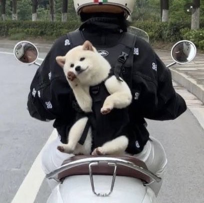 inu1st's tweet photo. 天皇陛下みたいな挨拶してくる柴犬見て https://t.co/Ui01JRsrUR