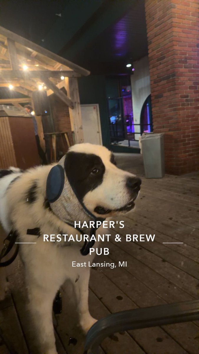 JoeDamonPGA's tweet photo. #bardog https://t.co/E0HgjaEEjw