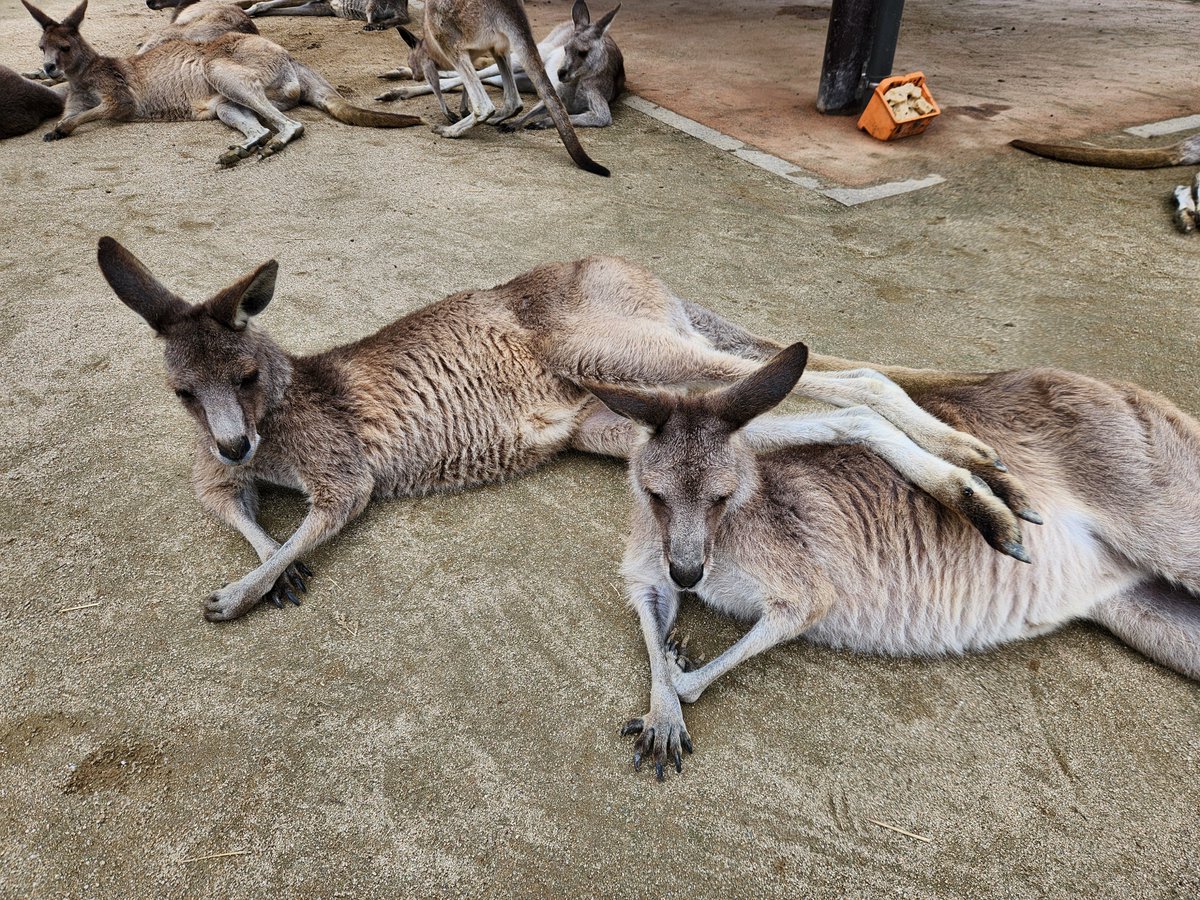hibiki_kangaroo's tweet photo. トレーディングカードには載せきれないカンガルーたちの“個性”をご紹介😎

ナッパ♀️
【他のカンガルーに足を乗せがち👀‼️】
休むときに他のカンガルーの上に足を乗せる姿がたまに見られるのですが、ナッパはかなりの頻度で乗せています😂
#グリーンパーク
#カンガルー広場
#オオカンガルー https://t.co/OnYc1qEICy