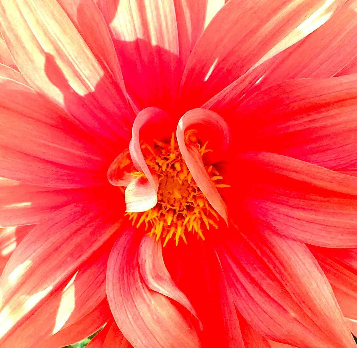 aranyfurt16's tweet photo. Macro flower...
Dahlia...
#MacroFlower https://t.co/Ot6tN3AKVO