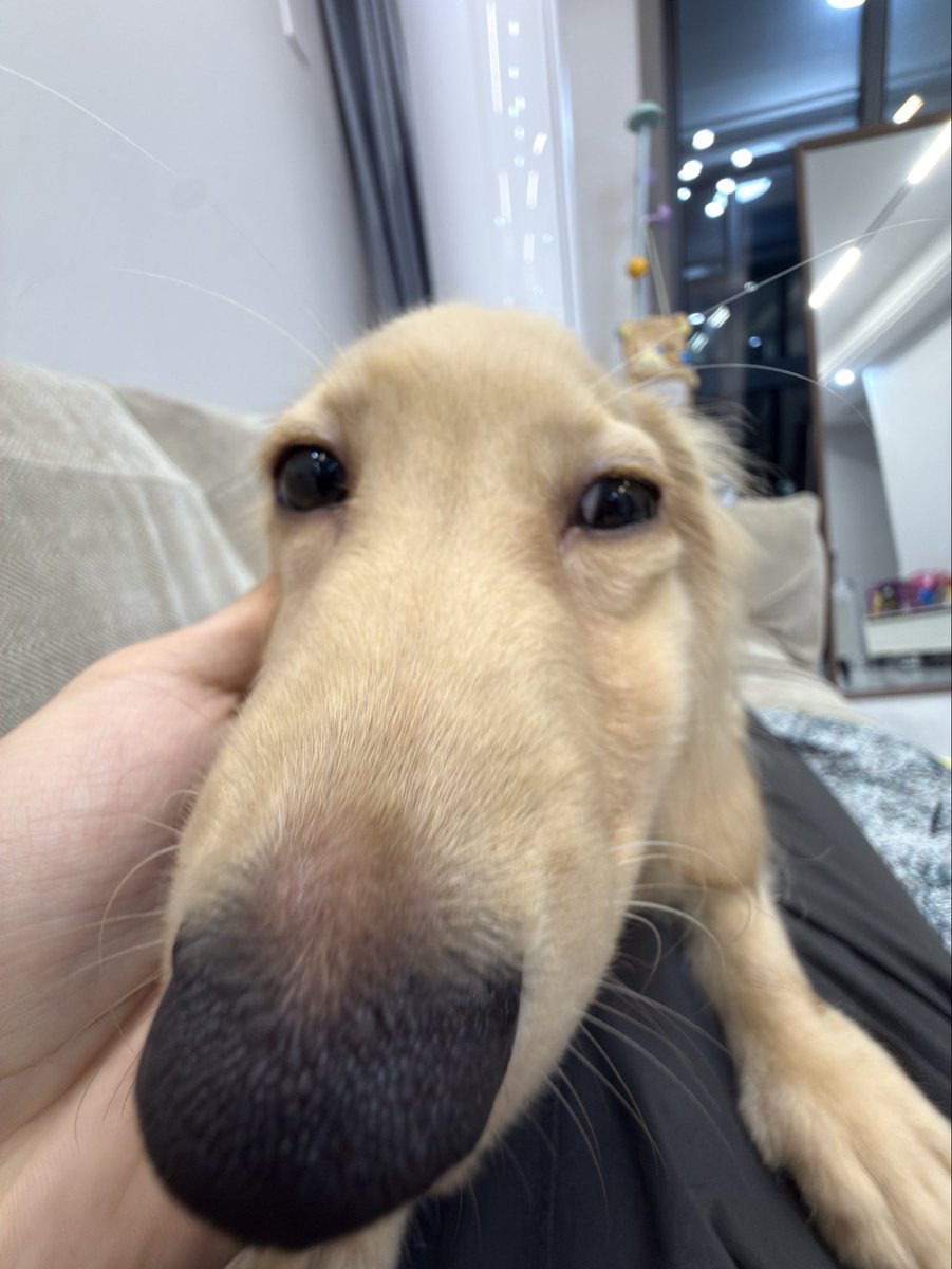 lklnb666's tweet photo. 好猥琐 https://t.co/qc6Wc5P8xu