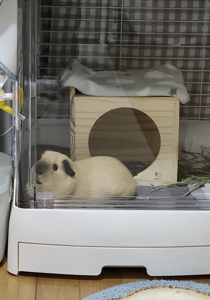 puipui__s2's tweet photo. ���かの、ほげ～ってお顔が大好きっ😘🐹🫶💓💓💓
#モルモット https://t.co/QDA3CL7krn