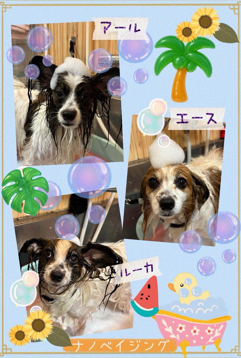 hemikohemio's tweet photo. 月1のシャンプー行ってきた🫧✨行きは歩いて、帰りは☔が心配やったので、🚙 ³₃お迎えに。 #パピヨン #多頭飼い #トリミングサロン https://t.co/DUkyYd8nqp