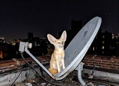 mauzkibunker's tweet photo. updating all fennecs https://t.co/6rBX0FCXGg