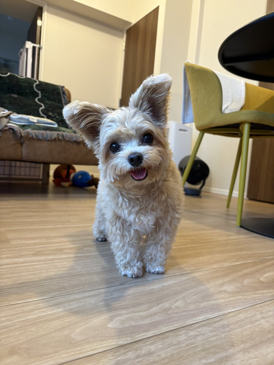 happ_ywannyan's tweet photo. おやつ欲しい時は細胞からかわいいを出してくる https://t.co/4kcuAeiNc2