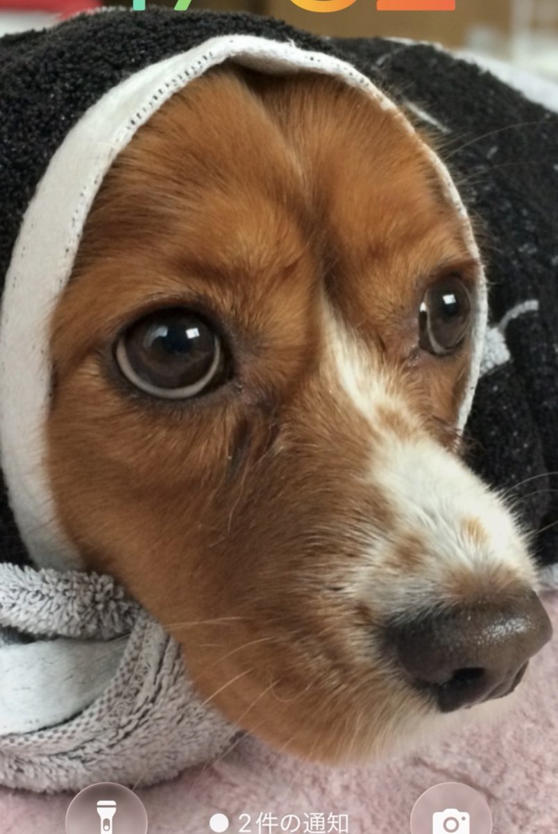 kokkokyu's tweet photo. この大雨、雷では屋根付きの乗り物を用意しないと、きゅうが安全に帰ってこられないな https://t.co/gAak9lo3n2