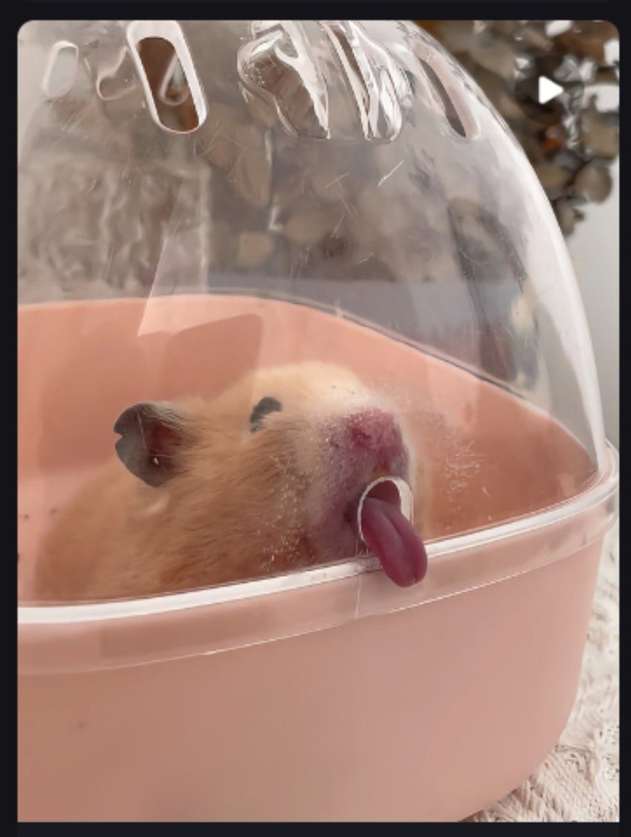 TweetsOfHamster's tweet photo. :p https://t.co/1LlNt8SEPF
