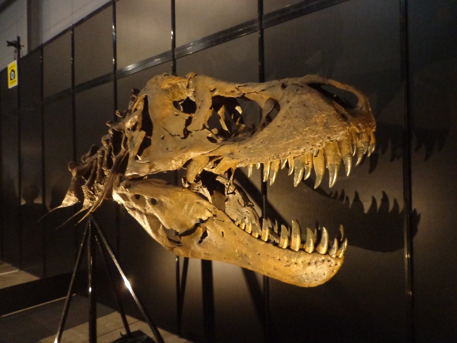 gigant2003's tweet photo. トリケラトプスをハントしたティラノサウルス。禍々しくも見えるが、実際はもっと泥臭いハンティングだったはず。残酷さのギリギリを攻めて来る展示。 https://t.co/8L5WhxaLmm