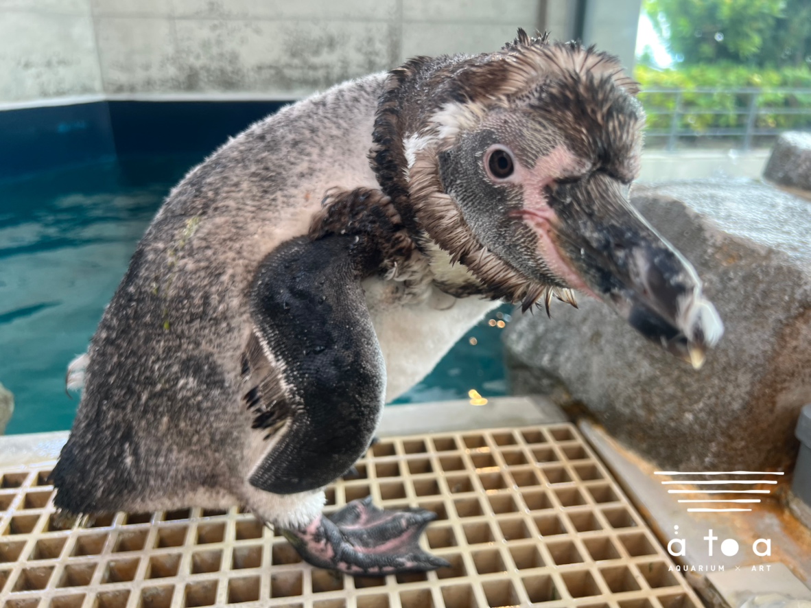 atoa_kobe's tweet photo. フンボルトペンギン「#まきの」も #換羽 がはじまりました🐧‼️

フリッパー（翼）の付け根に羽根が残っていて、まるでバンドをしているみたい？🎀

#アトア　#フンボルトペンギン　
#átoaペンギン換羽コレクション2026 https://t.co/RxcKmCyKqY