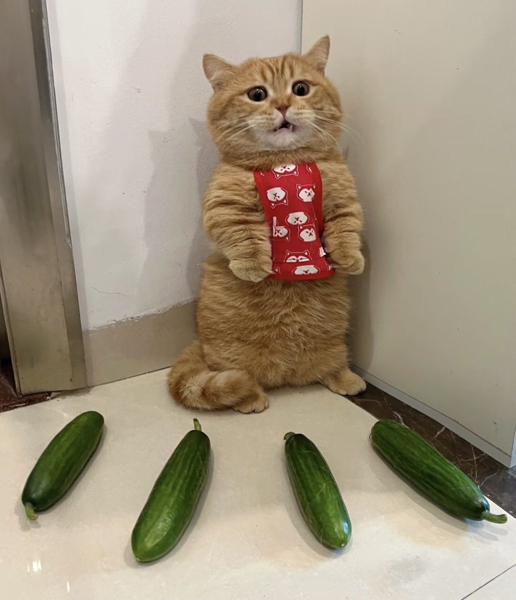 nyanz365's tweet photo. きらいなきゅうりに囲まれて動けずにいる猫見て https://t.co/3rSGm3NO17