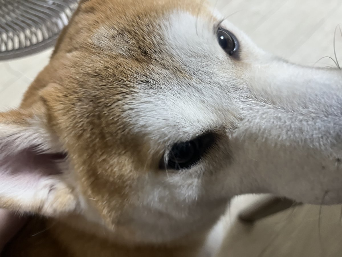 _____5s1's tweet photo. 距離感バグ犬 https://t.co/OFhoIKyUP6