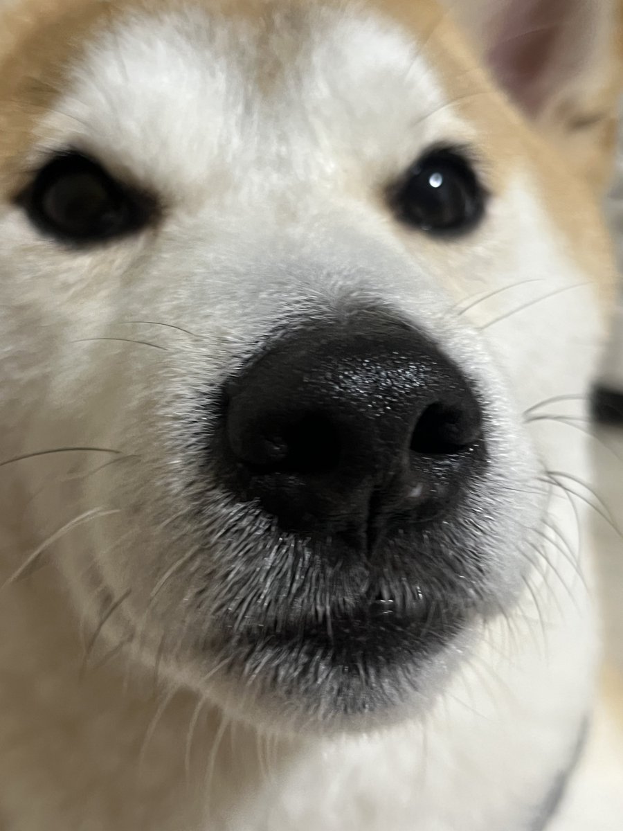 _____5s1's tweet photo. 距離感バグ犬 https://t.co/OFhoIKyUP6