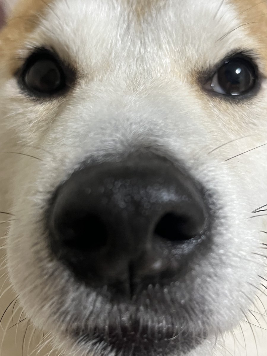 _____5s1's tweet photo. 距離感バグ犬 https://t.co/OFhoIKyUP6