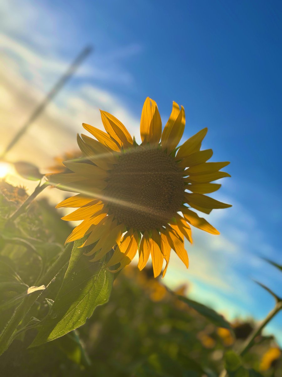 minu_44's tweet photo. ひまわり畑に行ったよ！！🌻✨️ https://t.co/sf4fOLuFc6