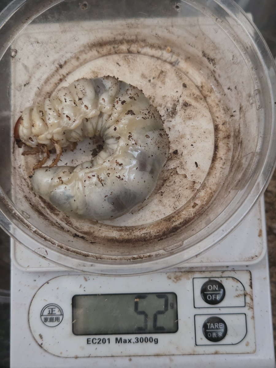 toki109109's tweet photo. さっき、唯一居るスマトラオオヒラタ幼虫１匹を菌糸交換と体重測定をした

体重

３７g→５２g

容器

１４００㎖ボトル→２３００㎖ボトル

さぁ、あと１０g以上は大きくなって欲しい………

あと、羽化したら♀️を迎えないとな……… https://t.co/j9LMfLI4Y5