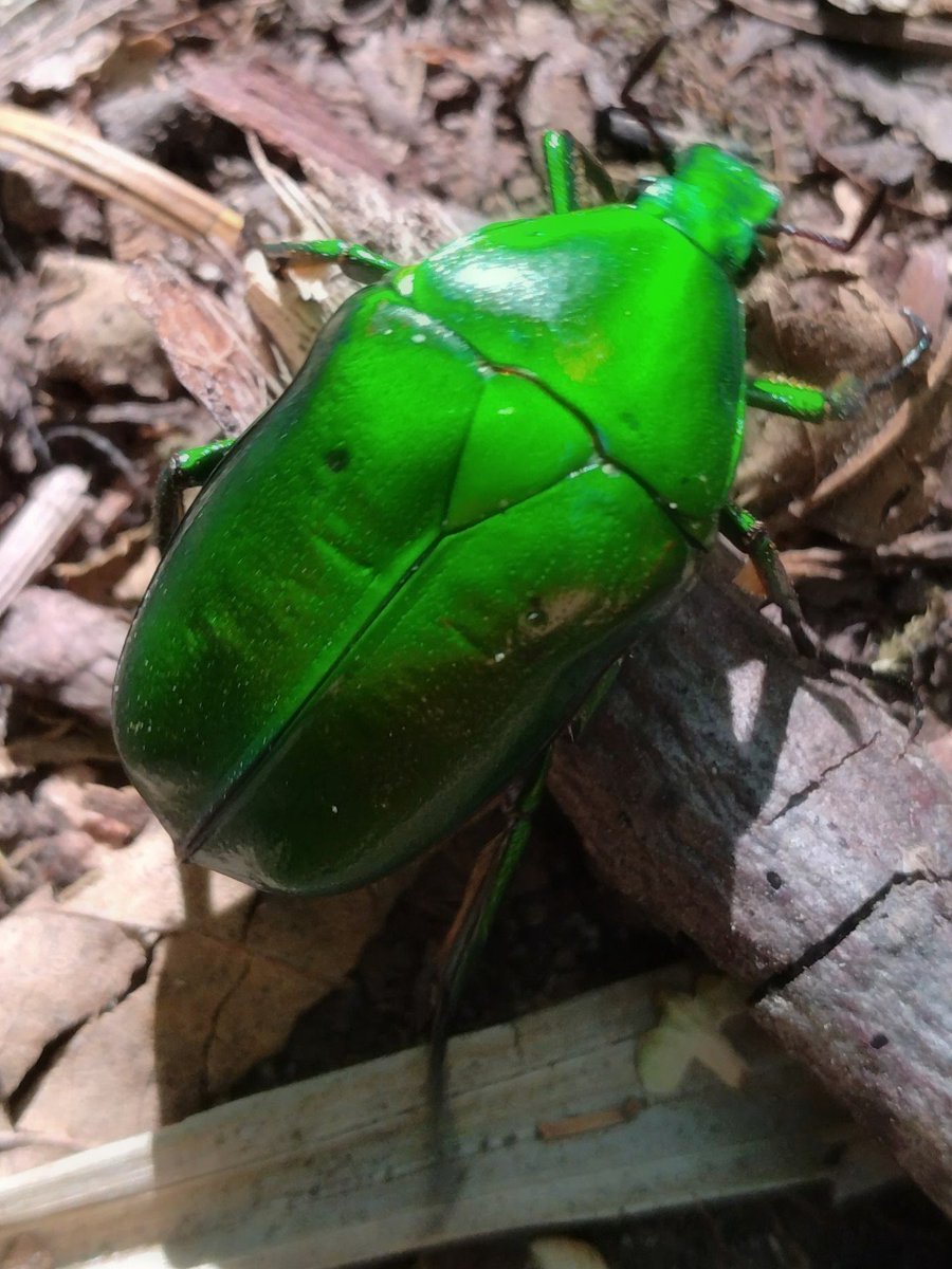 ak17nov's tweet photo. In Japan, it is called the "aokabun", but Rhomborhina unicolor is a species of flower chafer. Its stunning green color is my absolute favorite. #Aokabun #FlowerChafer #GreenBeetle #InsectsOfJapan #NatureLovers https://t.co/BKt7V7TkYU