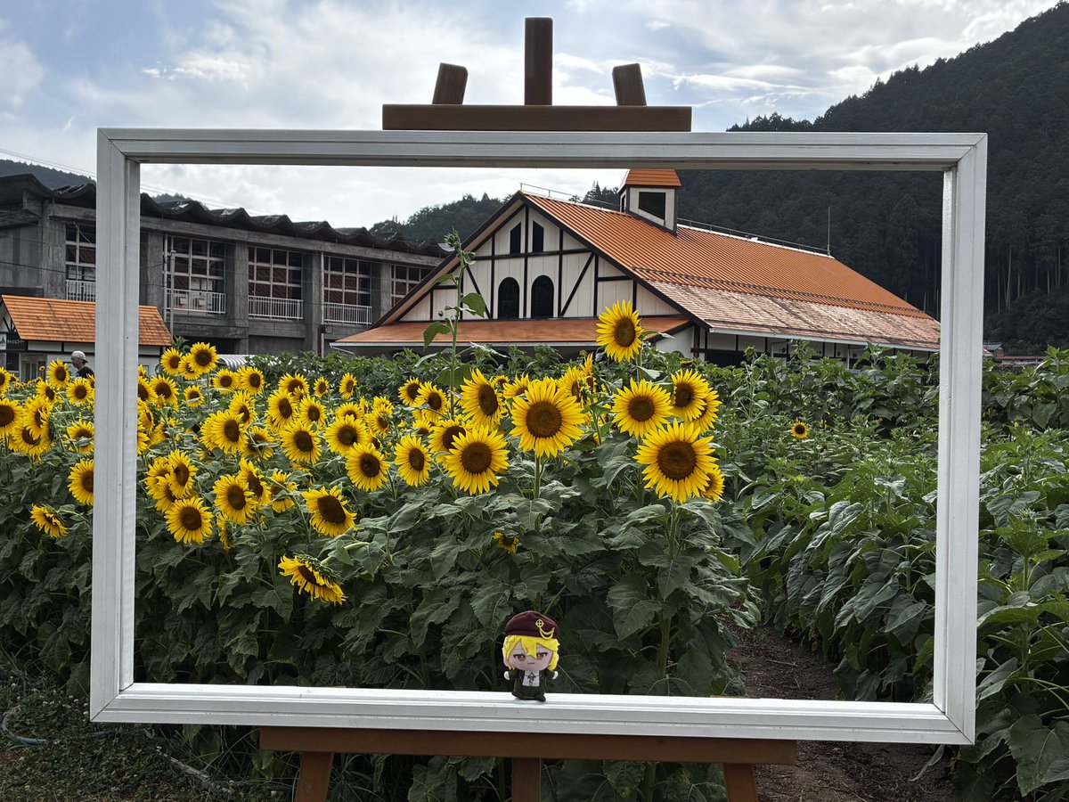 konoha823's tweet photo. 帰りに大好きなヒマワリ🌻畑にも〜！
一面のひまわりとそれに集まってくる🐝たちがすごかった。はちの密度がやべぇのよ😂
そしてここでも幸せって…てなる https://t.co/wdHGP8wTGO