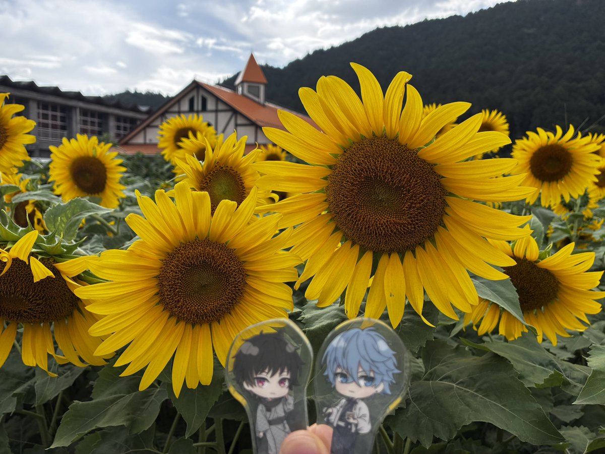 konoha823's tweet photo. 帰りに大好きなヒマワリ🌻畑にも〜！
一面のひまわりとそれに集まってくる🐝たちがすごかった。はちの密度がやべぇのよ😂
そしてここでも幸せって…てなる https://t.co/wdHGP8wTGO