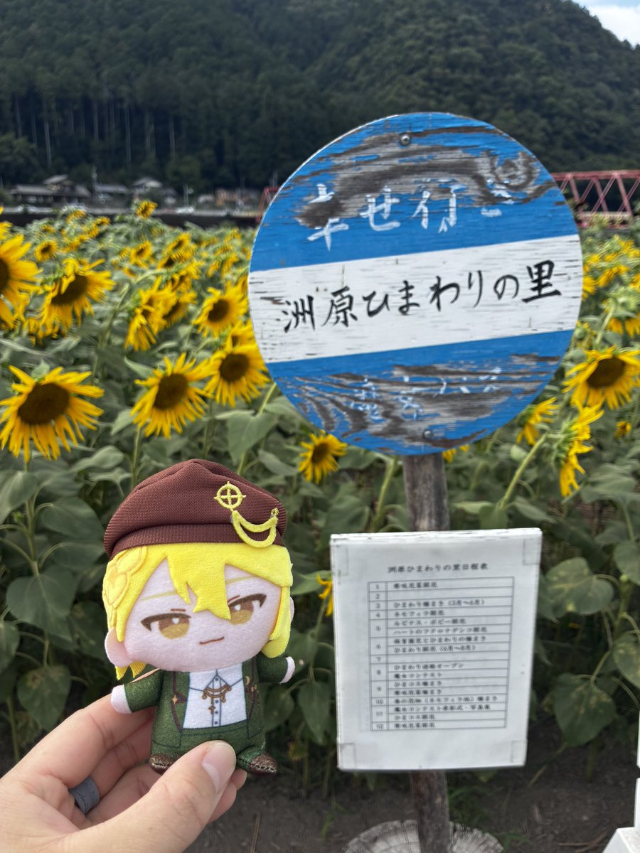 konoha823's tweet photo. 帰りに大好きなヒマワリ🌻畑にも〜！
一面のひまわりとそれに集まってくる🐝たちがすごかった。はちの密度がやべぇのよ😂
そしてここでも幸せって…てなる https://t.co/wdHGP8wTGO