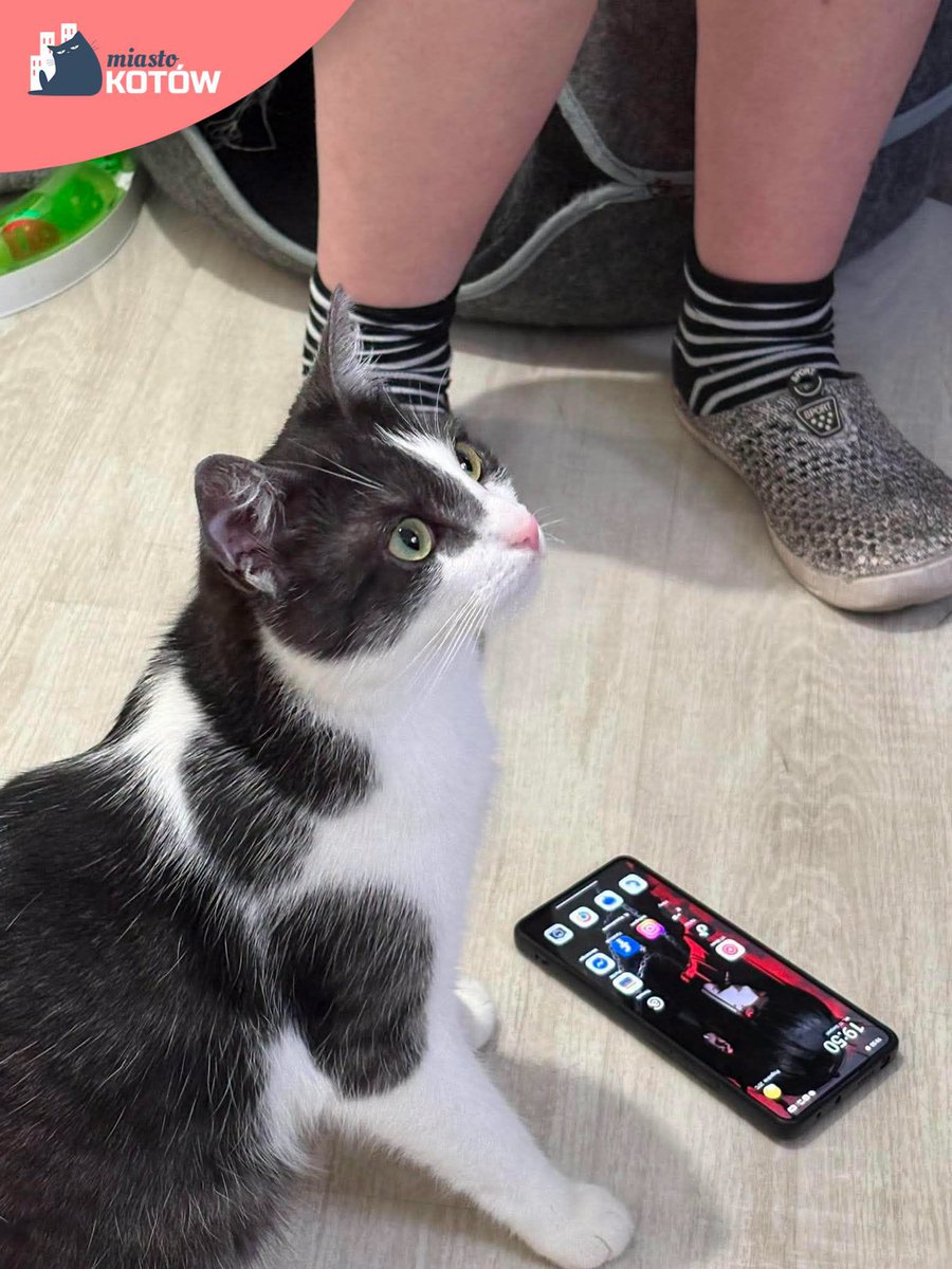 MiastoKotow's tweet photo. 📞 HALO? Czy ten telefon w ogóle działa?! 
Siedzimy, czekamy, patrzymy… i nadal nikt nie dzwoni po nas.
A przecież mamy wszystko, czego potrzeba, żeby zostać czyimś najlepszym przyjacielem 🥺
Wszystkich kandydatów do adopcji znajdziecie na naszej stronie https://t.co/3O6mRVZJmD https://t.co/62Lr8Wk8i8