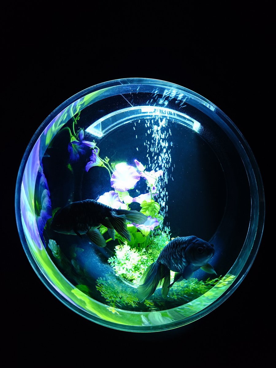 _ichiban_1's tweet photo. 金魚きれいかったー
アップで撮ってたらガンつけられた🤣ε( ε•o•)э🫧 https://t.co/E4FfnfwqTp