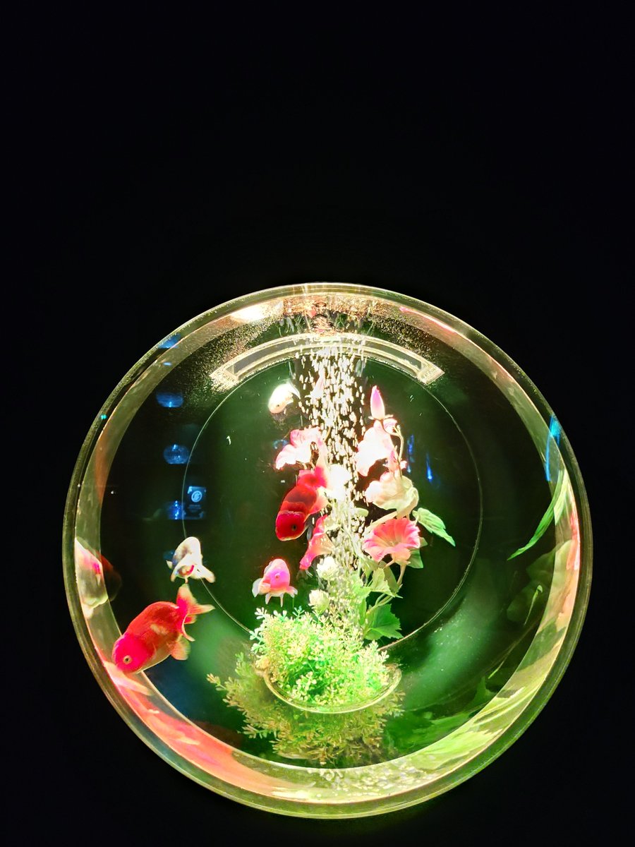 _ichiban_1's tweet photo. 金魚きれいかったー
アップで撮ってたらガンつけられた🤣ε( ε•o•)э🫧 https://t.co/E4FfnfwqTp