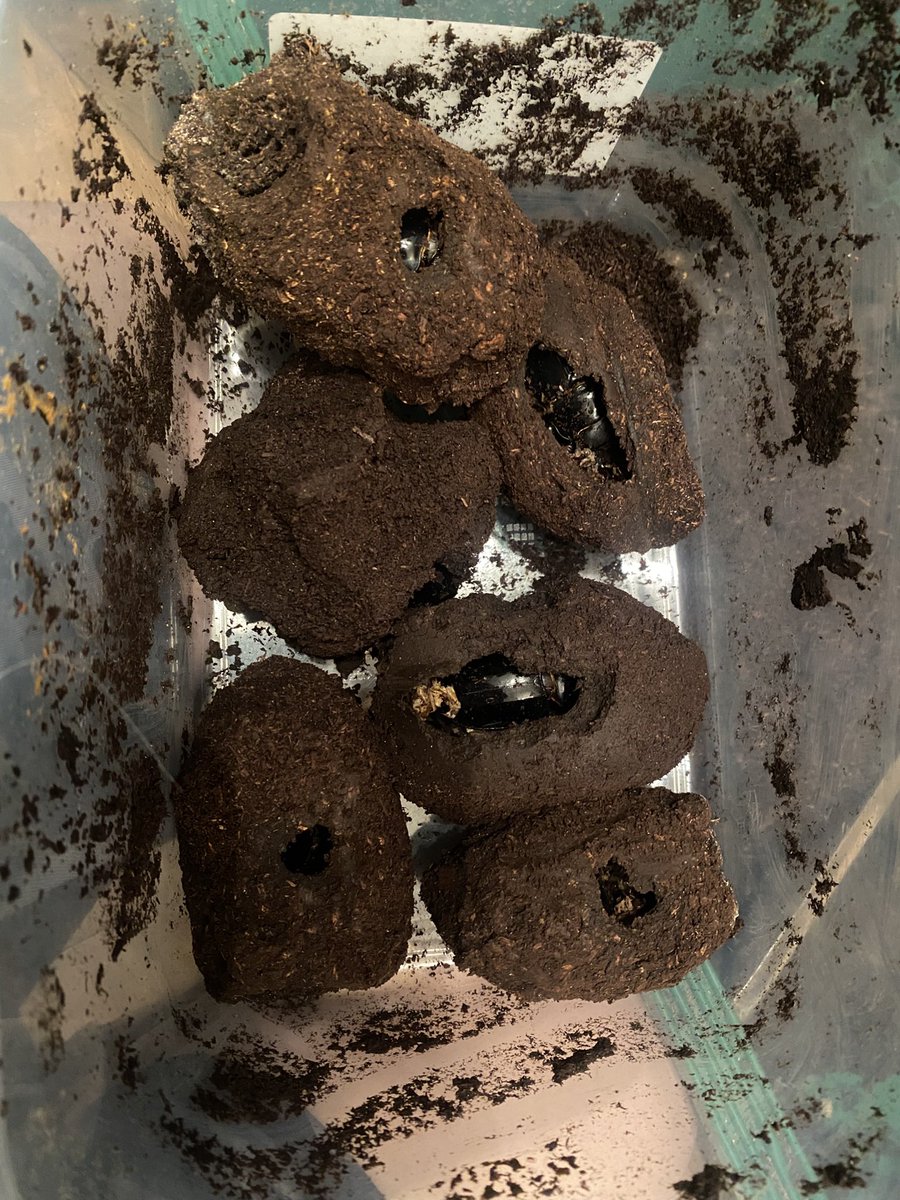 mono23340's tweet photo. ネグロス島　カンラオン産のバカでかチョコボール(インターメディア)
メスはデカいですが、オスは春の気温上昇とと共に蛹化し始めたので大暴れをかましましたw
1匹でも構わないので90mmUPが出て欲しい…😭 https://t.co/xyLhDqQkud