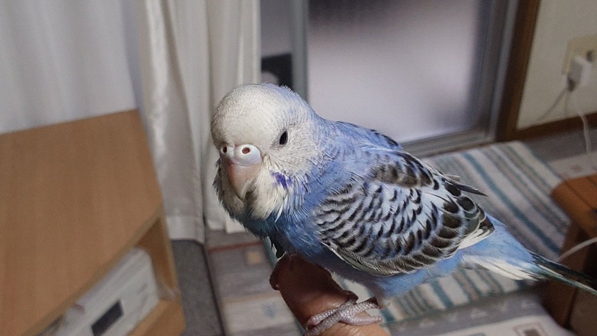 shiki_no_ya's tweet photo. この迷子インコ普通に人懐っこい…
届け出はするとして猫2匹居ますしさて困った… https://t.co/4OFHSzu3WT