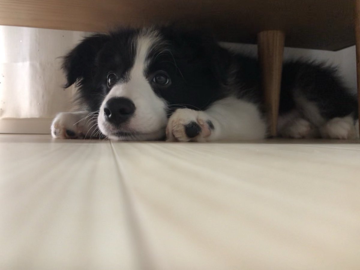 hisui_zzz___'s tweet photo. 狭いところが好きだよ https://t.co/WQKFmeXqCv