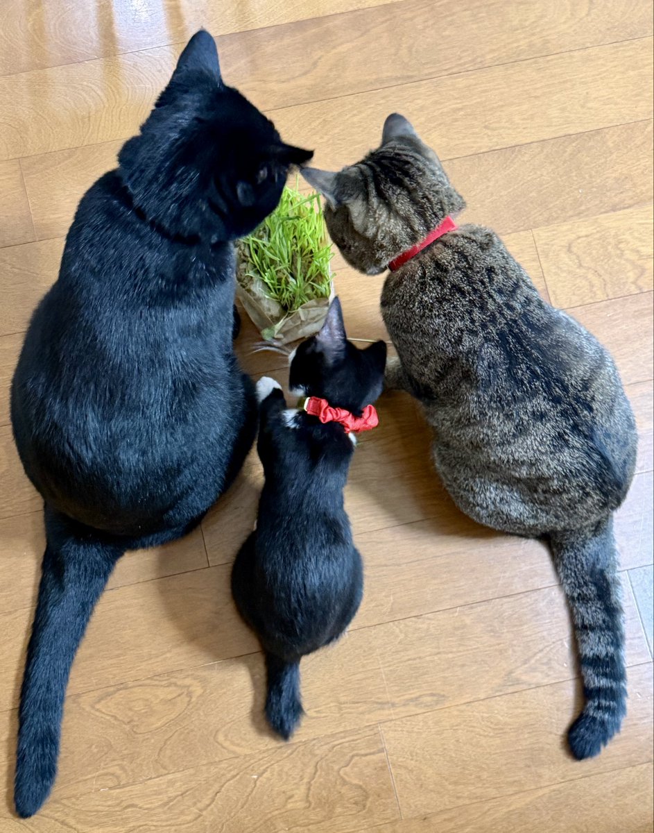 tabinekocat's tweet photo. 家族写真みたいなのが撮れた。

大人たちは草パーティ。あずきはナニコレ？から見よう見まねで参加しほんの少し齧ったところで終了。もうちょっと大人になってからね。

豆さんはちびっこの頃から観葉植物大好きで、我が家のワサワサ茂ったアレカヤシを瞬く間に食い尽くした思い出。 https://t.co/ZWtF75vXw4