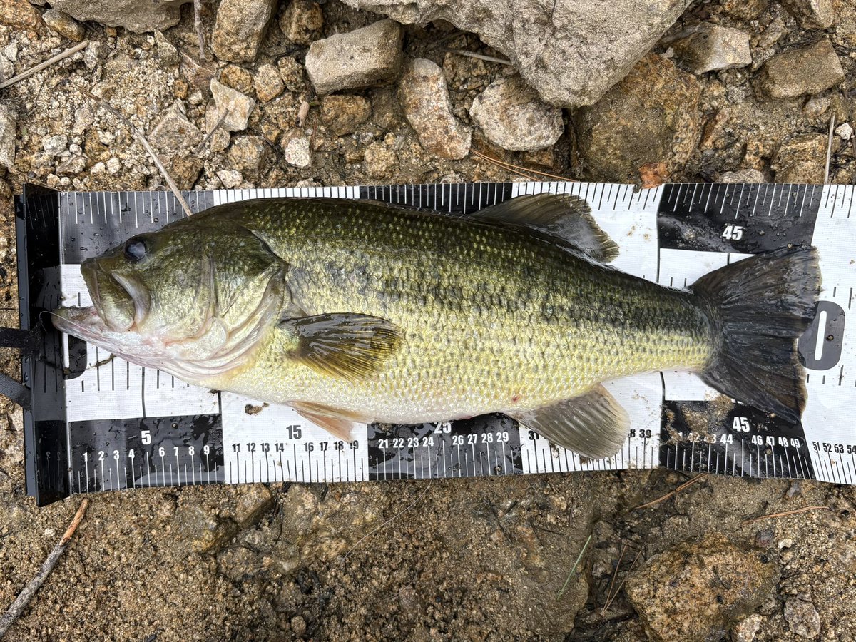 kkfish1110's tweet photo. 2日連続で三川モンスター仕留めました👾
コイケフィッシュでこいつ含めて全く同じスポットで3連発
コイケフィッシュやばいな！ https://t.co/7UfJMyTvNa