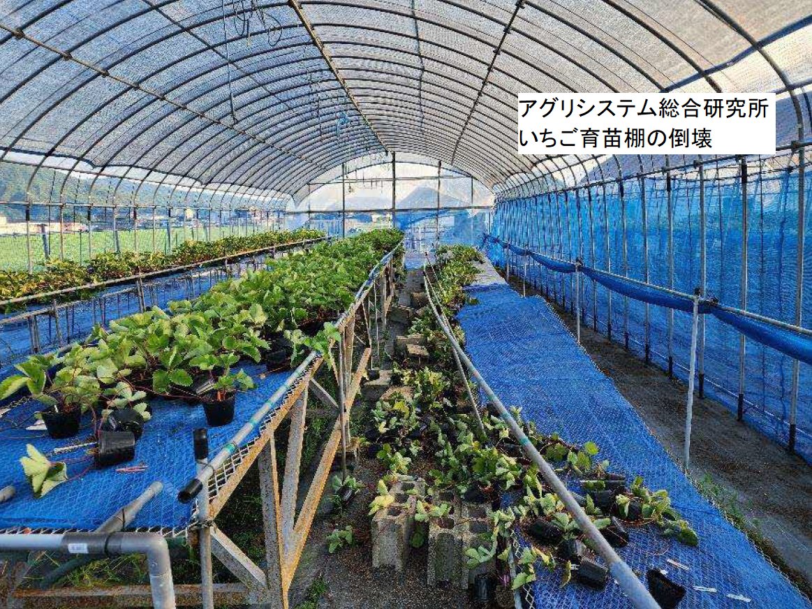 KumamotoP_ARC's tweet photo. このたびの地震により被害を受けられた皆様に、心よりお見舞い申し上げます。
農業研究センターの一部研究所でも被害があり、復旧作業を進めています。
一方、本部（合志市）では精密機器の転倒等があったものの、大きな被害はなく、研究活動を継続しています。今後も地域農業に貢献できるよう努めます https://t.co/og37f85rFP