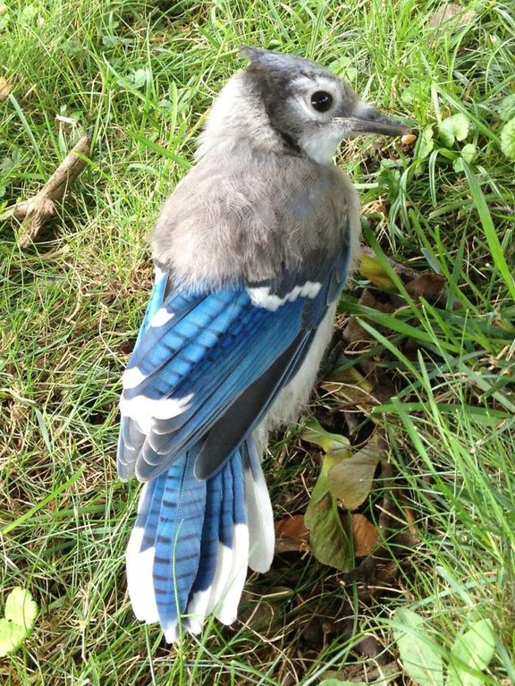 Rainmaker1973's tweet photo. This adolescent Blue Jay halfway through puberty https://t.co/cpZo36sA4j