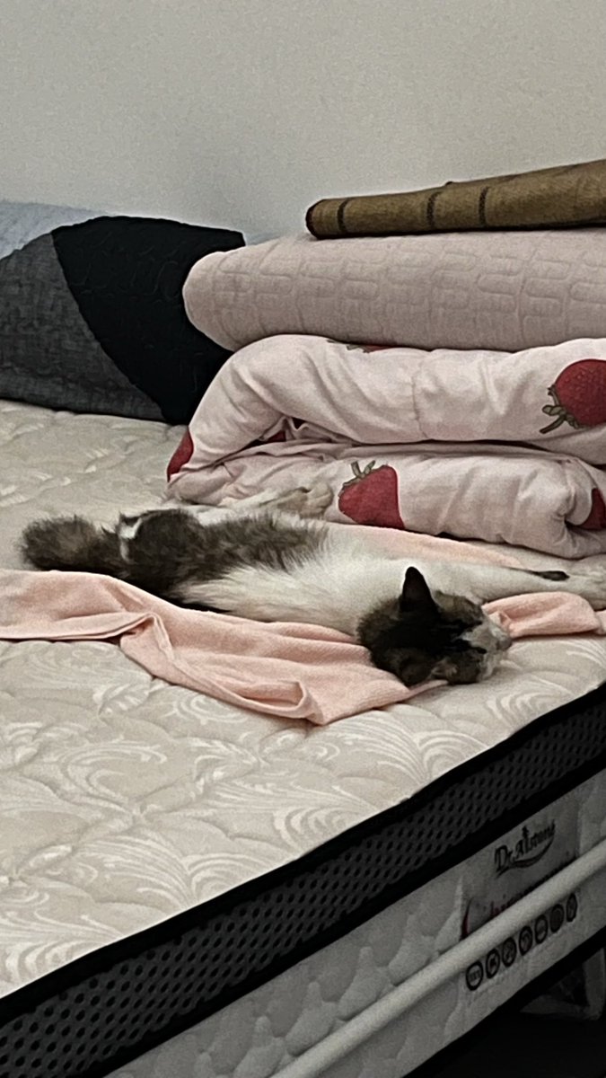 hiloveyu's tweet photo. ni bilik kosong. bilik sekadar letak barang lebihan. dia tak tidur sembarangan. dia tidur tempat di mana saya lapik kain tuala. tak nakal memanjat sana sini. kalau saya panggil naik atas katil, saya yang kena angkat dia dulu 🥹. https://t.co/AK4UkpSjGV
