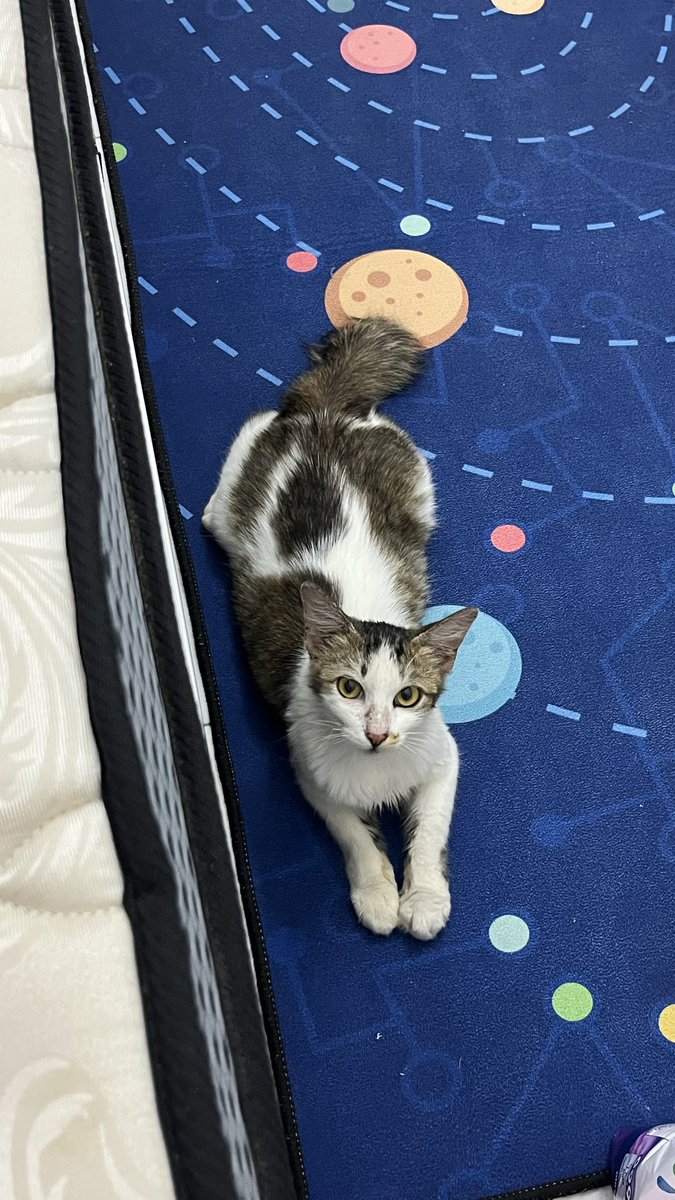 hiloveyu's tweet photo. ni bilik kosong. bilik sekadar letak barang lebihan. dia tak tidur sembarangan. dia tidur tempat di mana saya lapik kain tuala. tak nakal memanjat sana sini. kalau saya panggil naik atas katil, saya yang kena angkat dia dulu 🥹. https://t.co/AK4UkpSjGV