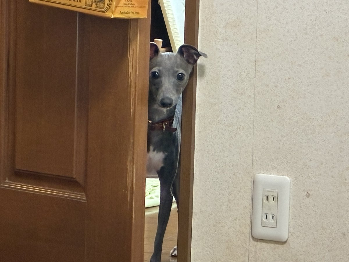 sakeoshi_04's tweet photo. ひょっこりはんな実家の犬 https://t.co/z30rgbG72x