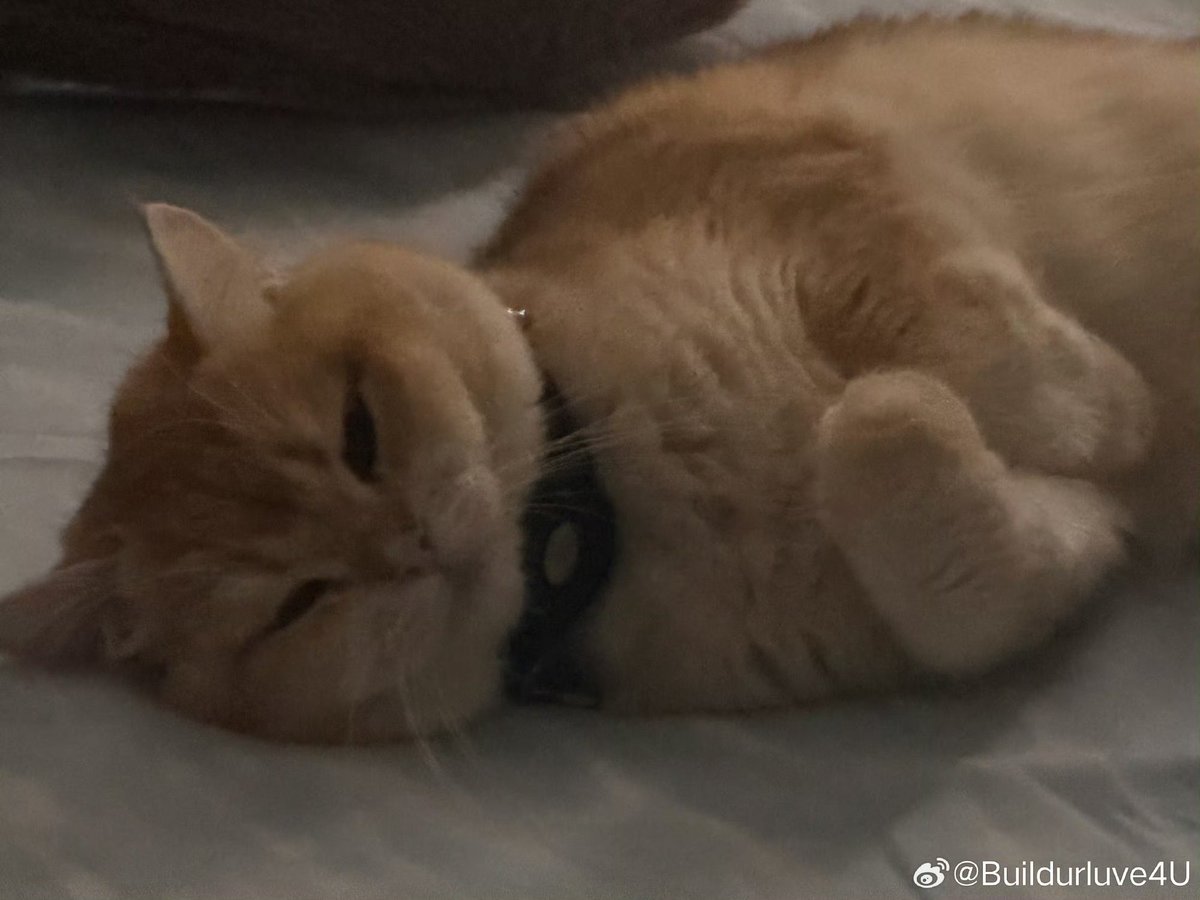 Lan61495531's tweet photo. The small paws, im melting 🥹

@JakeB4rever 
#BuildJakapan #Beyourluve https://t.co/tF5P7jkJBq