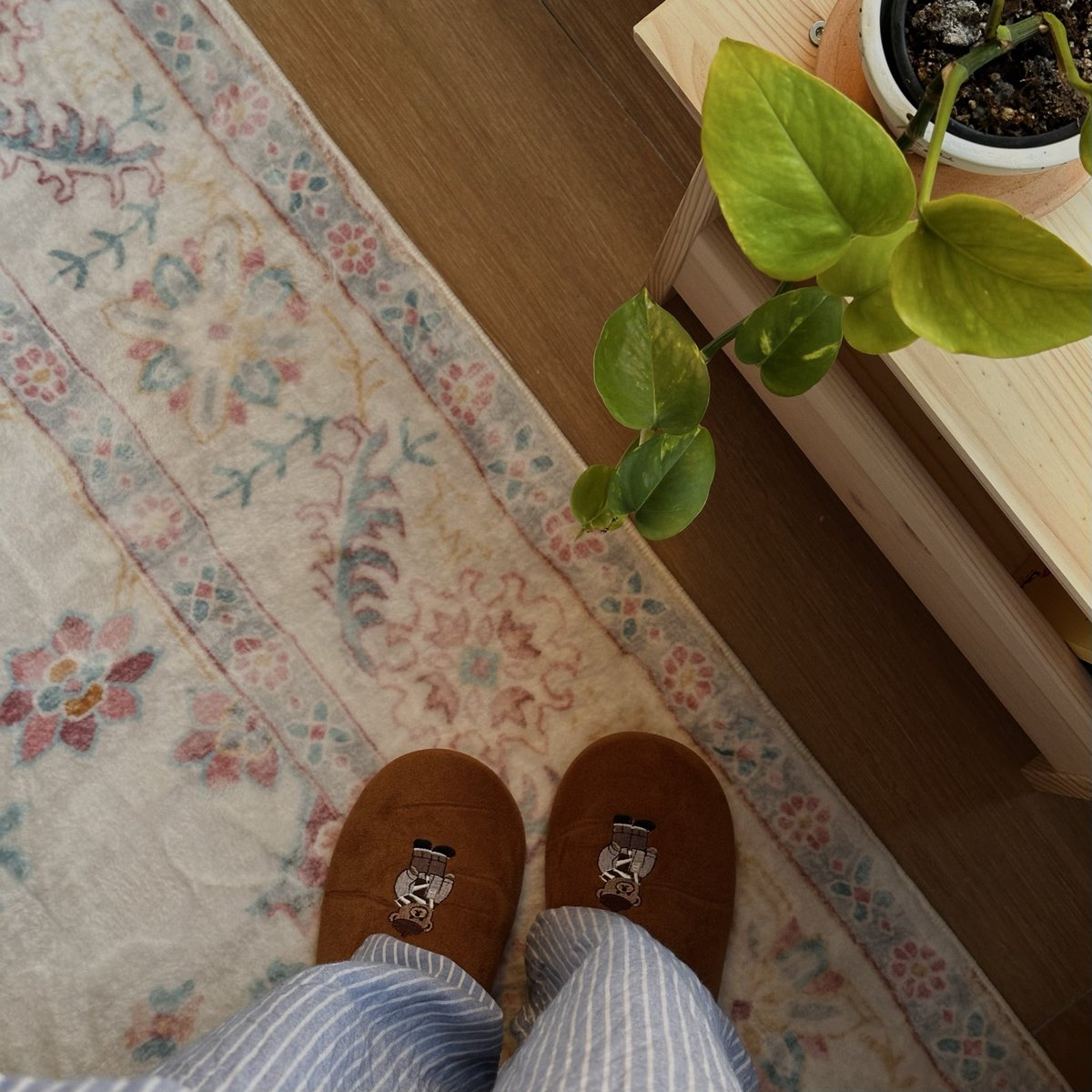 seetah0_'s tweet photo. 🍵🌱🪴🐘🤍. https://t.co/GkLjoWMaI3