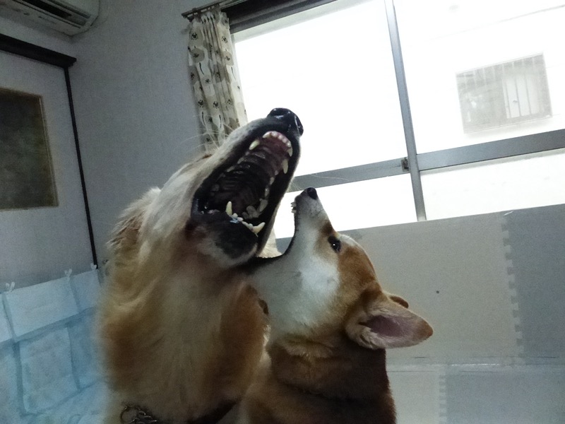 nakamura_ds's tweet photo. 今日も元気に絶叫合戦。うるさい。

https://t.co/sRlv0zX1C1 https://t.co/SgiulAVbOu