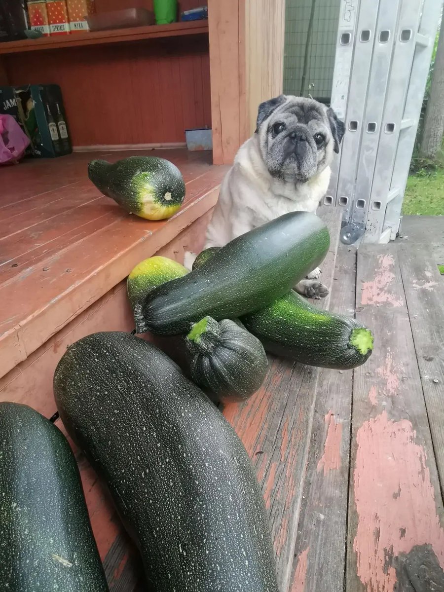 InkSumbur's tweet photo. Im sad because nobody wants to take my zucchini away https://t.co/QEHp57yTJY