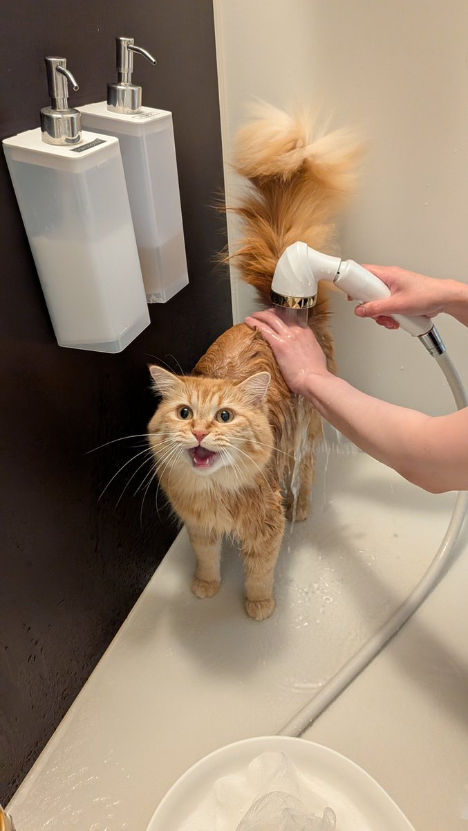 Kukuna0928's tweet photo. 最後までお風呂イヤだったねぇ😿
#サイベリアン　#猫のいる暮らし　#猫好きさんと繋がりたい https://t.co/fl1ULxHd9I