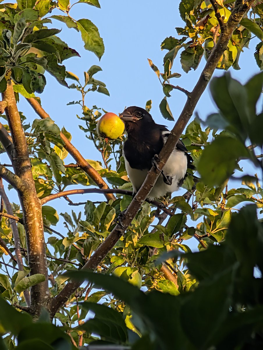 Su_Martin_'s tweet photo. Just witnessed this young magpie take an apple from the tree and dump it in my house guttering. Thanks! 🤨😄

#bird #magpie #appletree #nature https://t.co/yjkWps4Eix