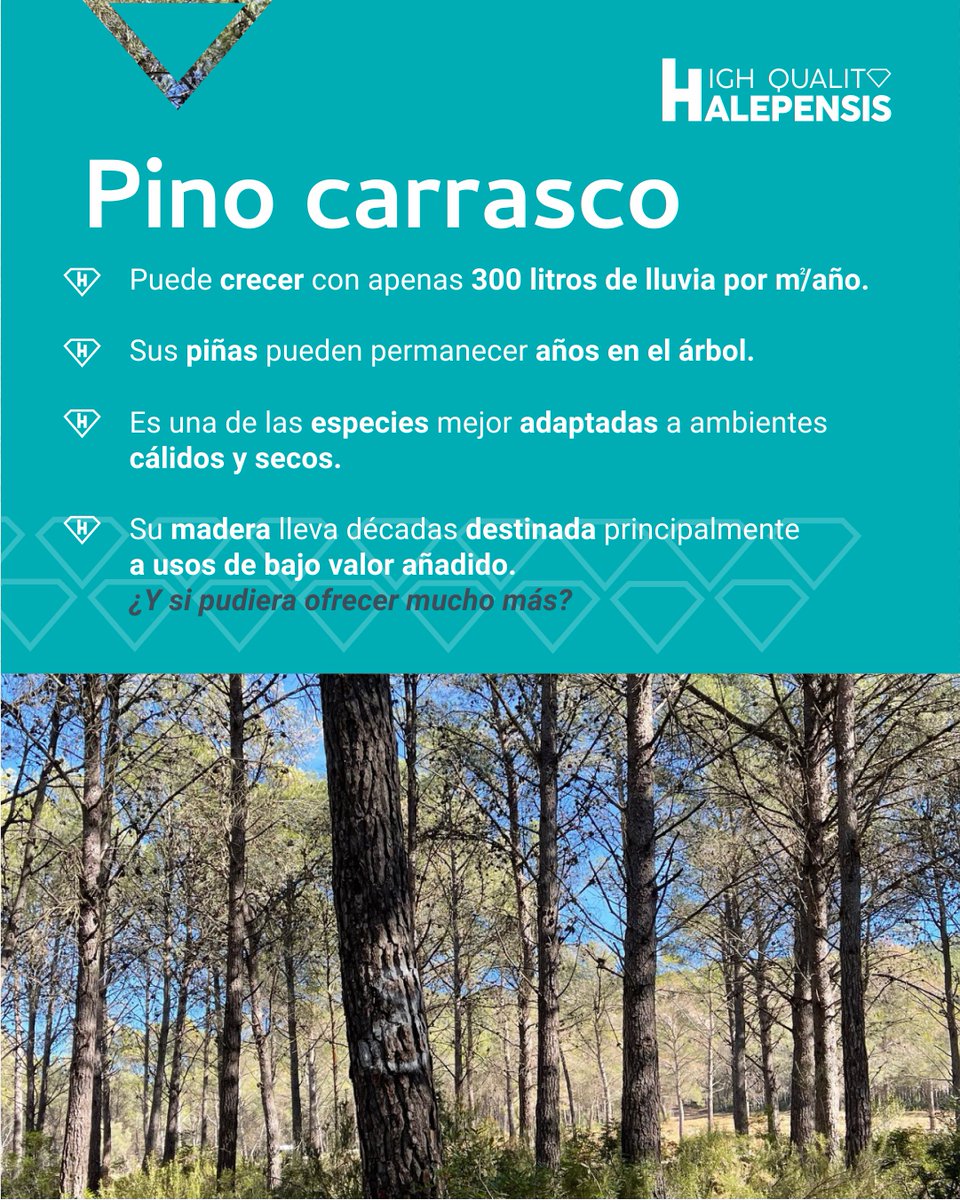 GO_HQH's tweet photo. 🌲 ¿Y si lleváramos décadas subestimando al pino carrasco? Adaptado a la sequía y presente en gran parte de España, su madera se ha destinado tradicionalmente a usos de bajo valor añadido. GO HQH trabaja para demostrar todo su potencial. 
💚#PinusHalepensis #FEADER  #MAPA https://t.co/cWEK5aqZXg