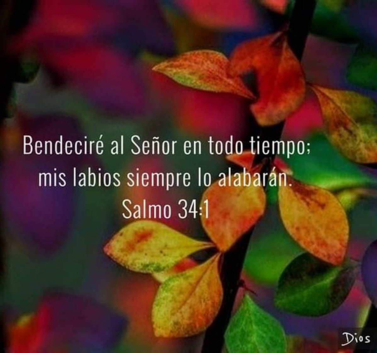 DIOSMEAMA_DIANA's tweet photo. 🌻La PAZ del SEÑOR sea con ustedes en este nuevo día.🤗🌻
.

       🦋 Y dijo :
Desnudo salí del vientre de mi madre y desnudo volveré allá.
       EL SEÑOR DIÓ 
Y Y EL SEÑOR QUITÓ ;
        BENDITO SEA 
EL NOMBRE DEL SEÑOR.
           Job 1:21🕊️📖🧡
. https://t.co/MtldhNamhk