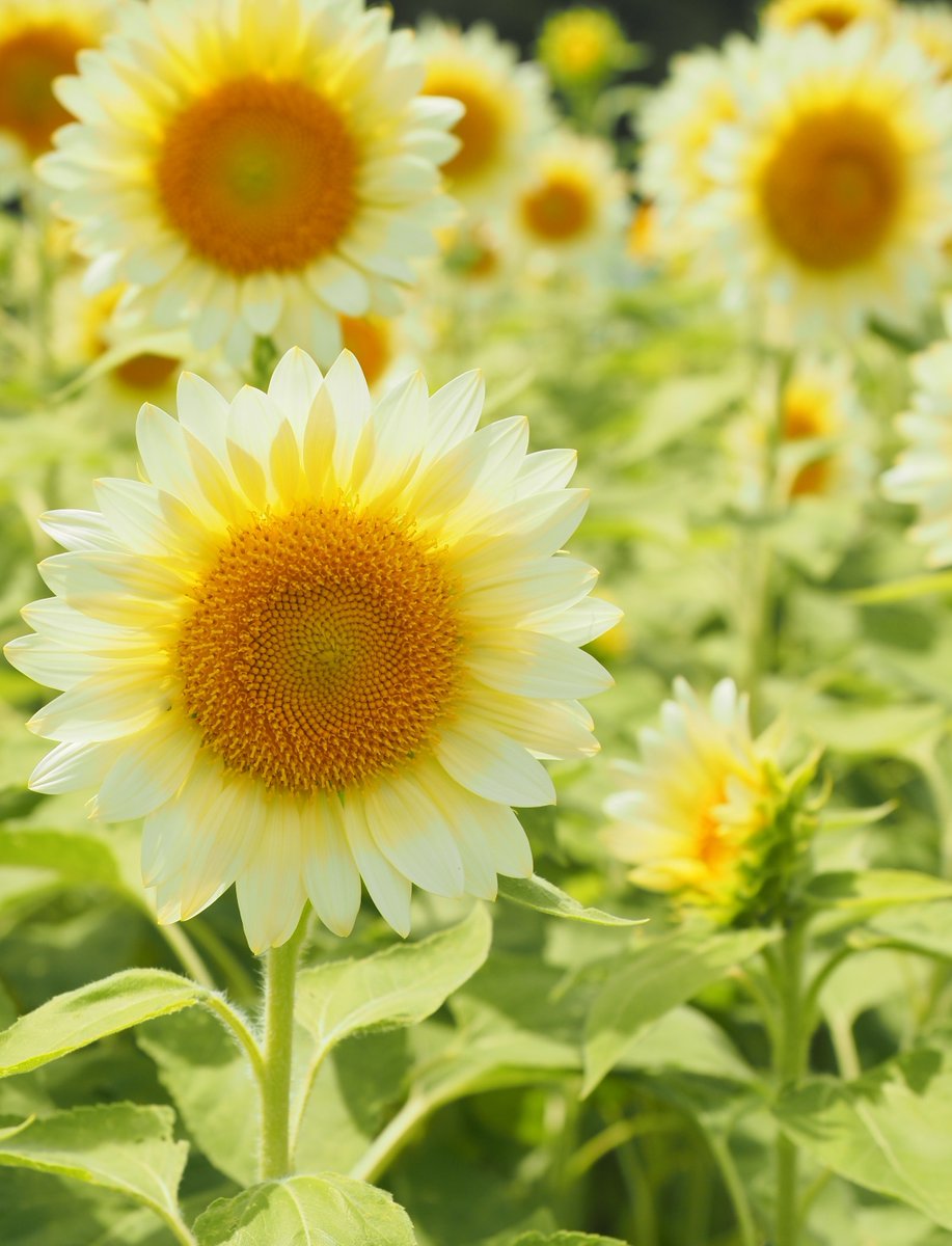echigo_park's tweet photo. 越後丘陵公園フォトパートナーの方からヒマワリの写真がとどきました🌻
夏といえば！ですよね🥰

本園で今開��しているのは花の丘の白いヒマワリ・緑の館前の黄色いヒマワリです🙌 https://t.co/Z1zG723Ze8