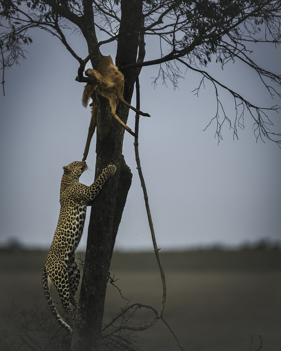 NikonIndia's tweet photo. The wild doesn't pause for a second take.

Shot by #NikonCreator Madhur Nangai

Shot on #NikonZ9 with NIKKOR Z 400mm f/2.8 TC VR S

For information on products, offers and more, visit https://t.co/O2lv6taHlk

#Nikon #NikonIndia #NIKKOR #NikonPhotography https://t.co/bGV2ZA8ST9