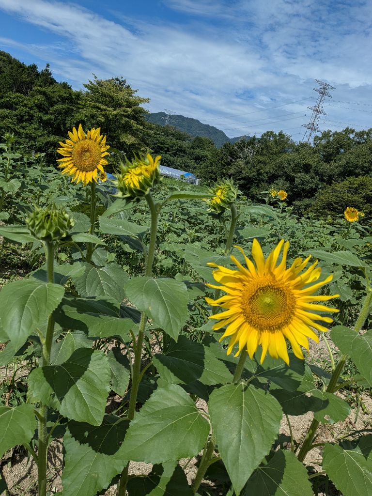 anan_shinkou's tweet photo. 🌻【平石農場・ひまわり畑】🌻
８月１３日現在のひまわり畑の様子です。
黄色い花が段々と増えてきました。
今週末頃には多くのひまわりが開花する予定です。

＃阿南町　＃平石農場　＃ひまわり https://t.co/qJURNu1bws