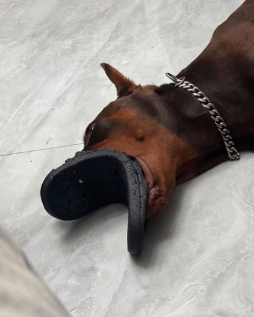 Pretty__bunn's tweet photo. Couldn’t find my other slipper for half an hour.. https://t.co/6Lphq9y3ot