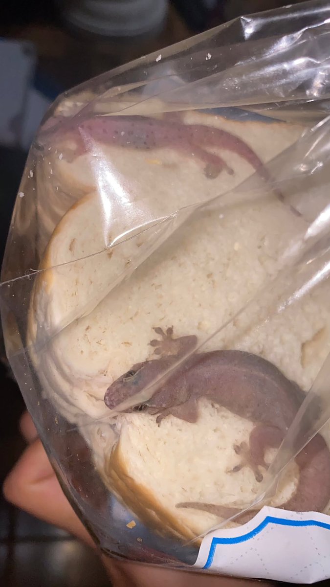 JoySam04's tweet photo. I’m actually scared 😭 I just got back from work and found THESE TWO inside my bread! 😭😭 Where did you two even come from, and why are you together?! 😭 How do I get them out without touching them? https://t.co/E1rNdv1O55